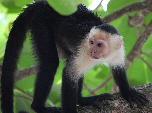 A White-faced Capuchin Monkey