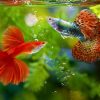 10 Best Fish in the World