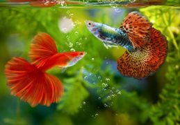 10 Best Fish in the World