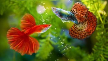 10 Best Fish in the World