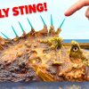 10 Creatures That Deliver the Most Deadly Stings