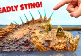 10 Creatures That Deliver the Most Deadly Stings
