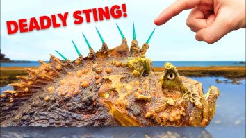 10 Creatures That Deliver the Most Deadly Stings