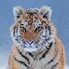 14 Facts About the Siberian Tiger