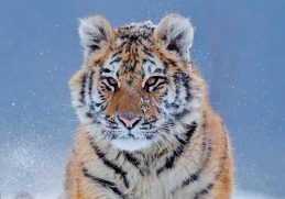 14 Facts About the Siberian Tiger