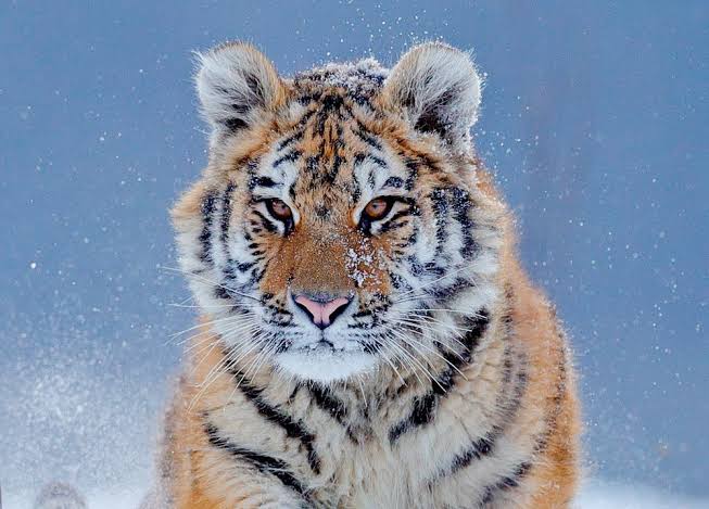 14 Facts About the Siberian Tiger