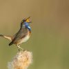 9 Birds That Sing at Night