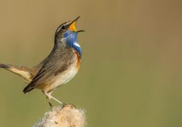 9 Birds That Sing at Night