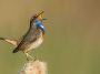 9 Birds That Sing at Night