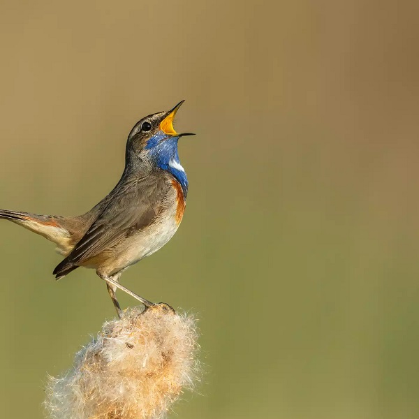 9 Birds That Sing at Night