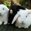 9 Things to Know Before Getting a Pet Rabbit