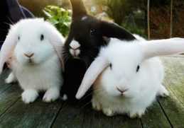 9 Things to Know Before Getting a Pet Rabbit