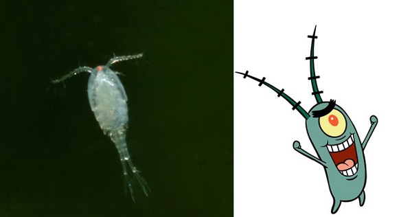 A Plankton
