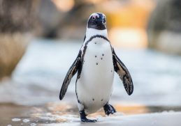 Amazing Facts About African Penguins