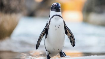 Amazing Facts About African Penguins