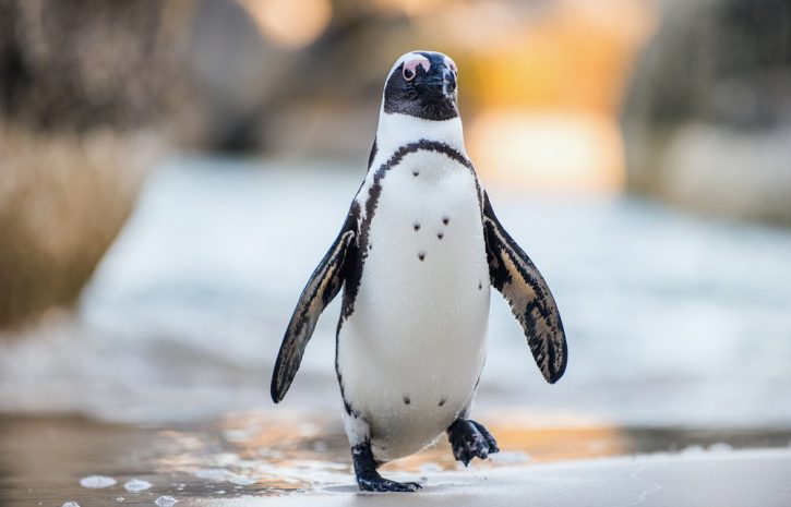 Amazing Facts About African Penguins