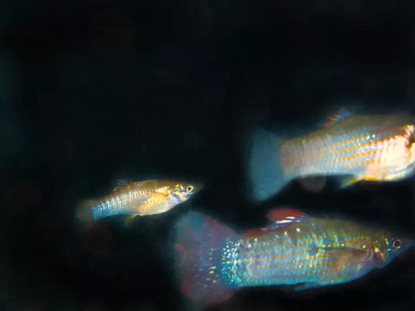 Amazon Molly Fish