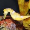 Animals That Reproduce Asexually