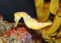 Animals That Reproduce Asexually