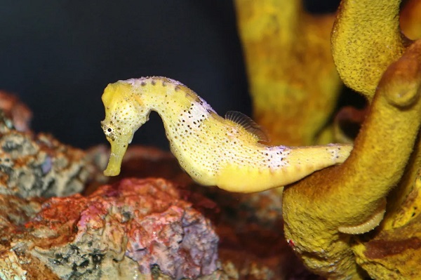 Animals That Reproduce Asexually