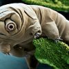 Animals With the Most Amazing Abilities