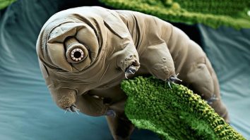 Animals With the Most Amazing Abilities
