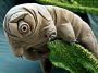Animals With the Most Amazing Abilities