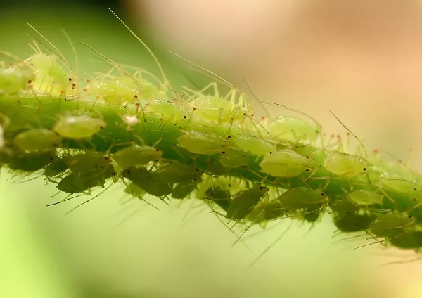 Aphids