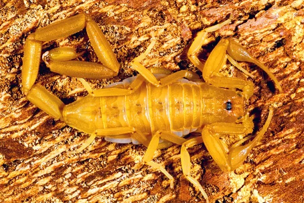 Arizona Bark Scorpion