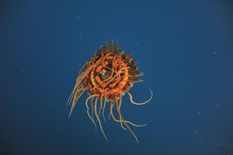 Atolla Jellyfish
