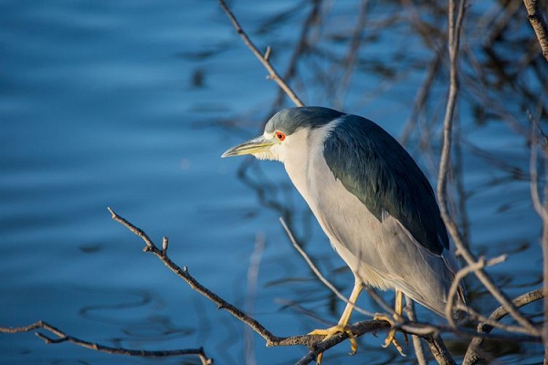 Black-Crowned Night Heron