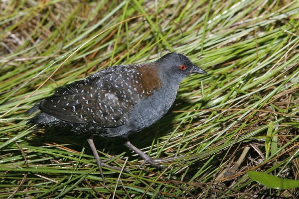 Black Rail