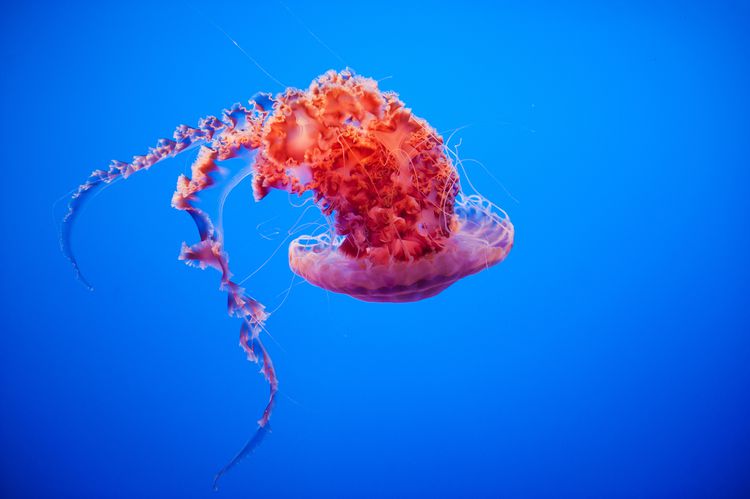 Black Sea Nettle Jellyfish