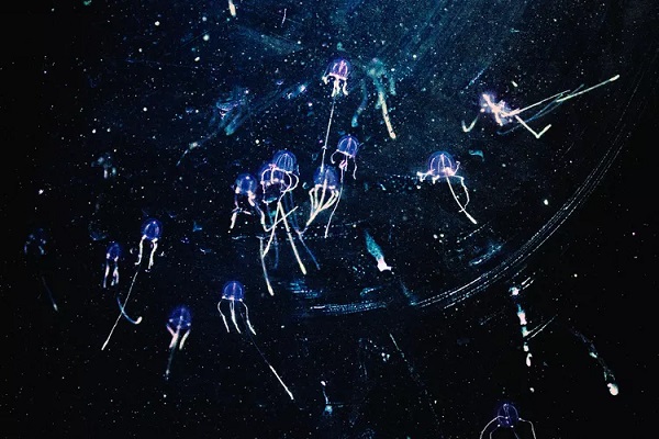 Box Jellyfish