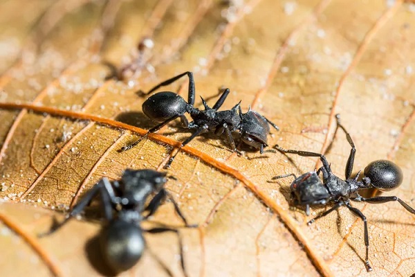 Bullet Ant