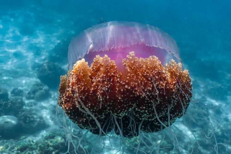 Cauliflower Jellyfish