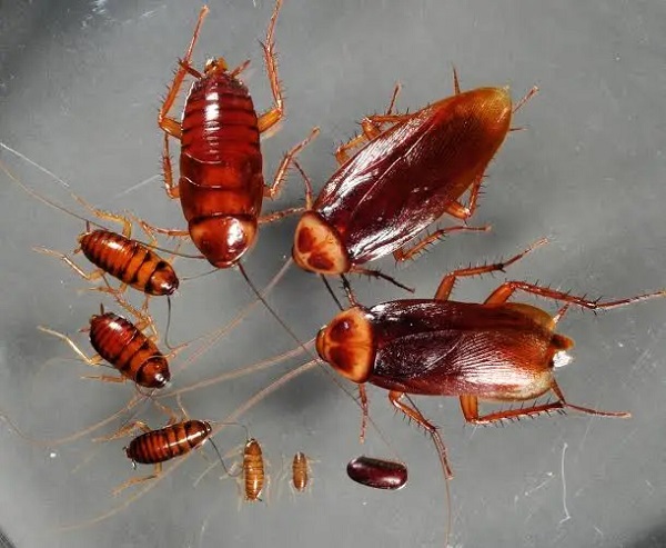 Cockroaches