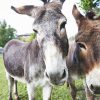 Common Differences Between Donkeys and Mules