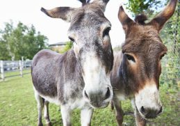 Common Differences Between Donkeys and Mules