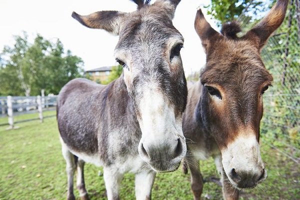 Common Differences Between Donkeys and Mules