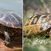 Common Differences Between Turtles and Tortoises