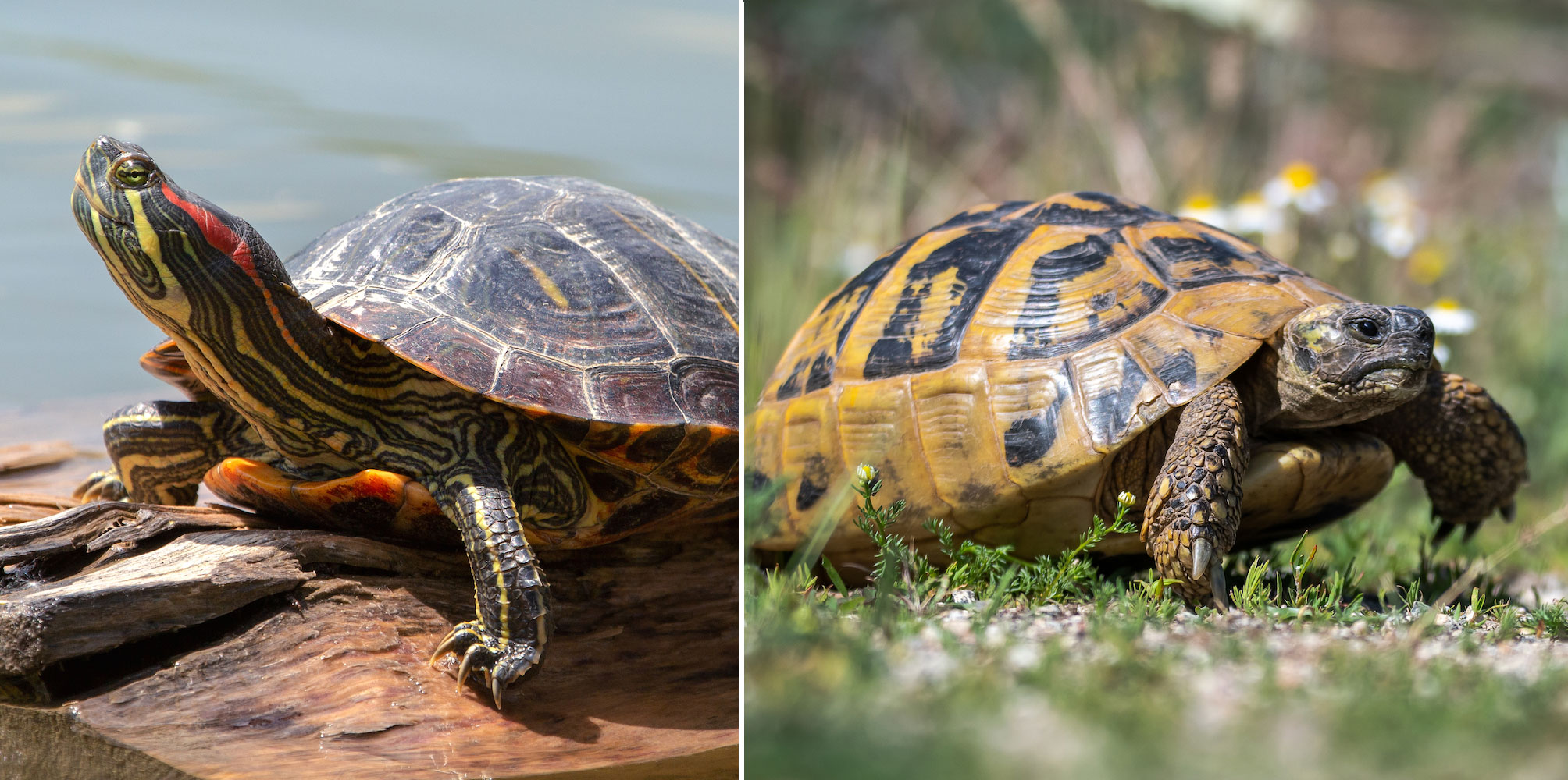 Common Differences Between Turtles and Tortoises