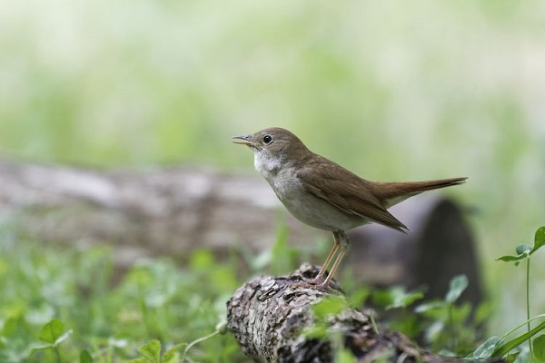 Common Nightingale