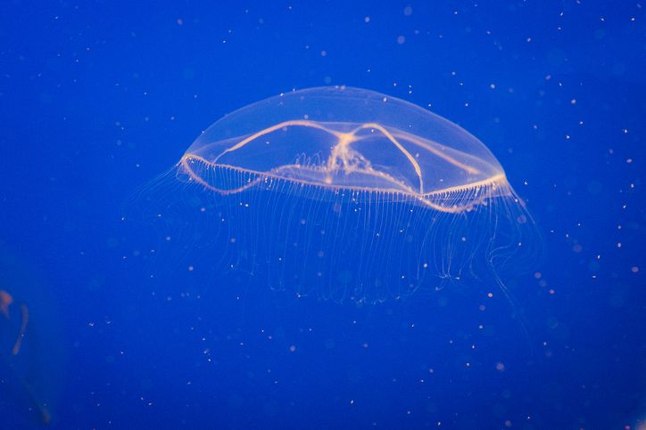 Crystal Jellyfish