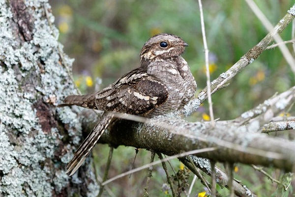 Eurasian Nightjar