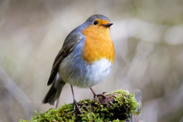 European Robin