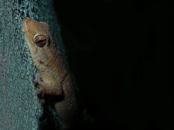 Fish-Scale Gecko