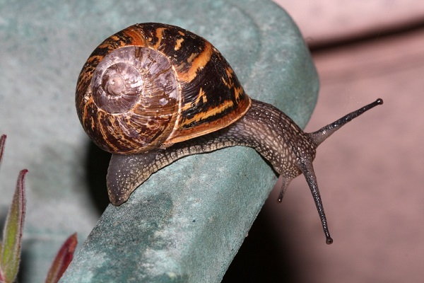Garden Snail