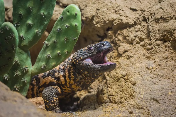 Gila Monster