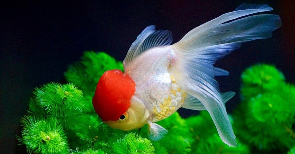 Goldfish